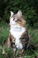 Gps Pour Chat Comparatif Avis Des 3 Meilleurs En 2020